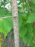  ( - NC2012_432)  @11 [ ] CreativeCommons - Attribution Non-Commercial (2012) MTMG McGill University Herbarium