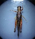  (Oxya chinensis - GCUL-MTINS-57)  @11 [ ] CreativeCommons - Attribution Non-Commercial Share-Alike (2017) H. M. Tahir University of Sargodha