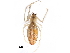  ( - GCUL-MTSPD-547)  @11 [ ] CreativeCommons - Attribution (2018) CBG Photography Group Centre for Biodiversity Genomics