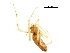  ( - GCUL-MTSPD-548)  @11 [ ] CreativeCommons - Attribution (2018) CBG Photography Group Centre for Biodiversity Genomics