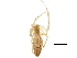  ( - GCUL-MTSPD-549)  @11 [ ] CreativeCommons - Attribution (2018) CBG Photography Group Centre for Biodiversity Genomics