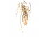  ( - GCUL-MTSPD-550)  @11 [ ] CreativeCommons - Attribution (2018) CBG Photography Group Centre for Biodiversity Genomics
