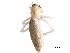  ( - GCUL-MTSPD-551)  @11 [ ] CreativeCommons - Attribution (2018) CBG Photography Group Centre for Biodiversity Genomics