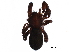  ( - GCUL-MTSPD-553)  @11 [ ] CreativeCommons - Attribution (2018) CBG Photography Group Centre for Biodiversity Genomics