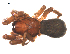  ( - UOS-MTSPD-0118)  @11 [ ] CreativeCommons - Attribution (2016) G. Blagoev Centre for Biodiversity Genomics