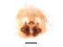  ( - UOS-MTSPD-0118)  @11 [ ] CreativeCommons - Attribution (2016) G. Blagoev Centre for Biodiversity Genomics