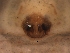  ( - UOS-MTSPD-0113)  @11 [ ] CreativeCommons - Attribution (2016) G. Blagoev Centre for Biodiversity Genomics