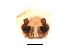  ( - UOS-MTSPD-0113)  @11 [ ] CreativeCommons - Attribution (2016) G. Blagoev Centre for Biodiversity Genomics