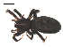  (Zelotes shantae - UOS-MTSPD-0106)  @11 [ ] CreativeCommons - Attribution (2016) G. Blagoev Centre for Biodiversity Genomics