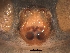  ( - UOS-MTSPD-0106)  @11 [ ] CreativeCommons - Attribution (2016) G. Blagoev Centre for Biodiversity Genomics