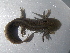  (Ambystoma velasci - MTY-003)  @11 [ ] CreativeCommons - Attribution (2016) Roberto Mendoza Alfaro Universidad Autonoma de Nuevo Leon