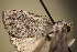 (Barasa alopha - MJP00077)  @12 [ ] CreativeCommons - Attribution Non-Commercial (2018) Marko Mutanen University of Oulu