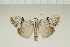  (Barasa subtilis - MJP00078)  @11 [ ] CreativeCommons - Attribution Non-Commercial (2018) Marko Mutanen University of Oulu