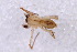  (Sanogasta maculatipes - LNP-04592)  @11 [ ] CreativeCommons - Attribution Non-Commercial Share-Alike (2015) Unspecified Museo Argentino de Ciencias Naturales
