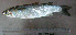  ( - MceVel-02)  @11 [ ] Copyright (c) (2034) Ashiq Ur Rhaman Hajee Karutha Rowther Howdia College 