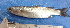  ( - MugCoch-06)  @11 [ ] Copyright (c) (2065) Ashiq Ur Rhaman Hajee Karutha Rowther Howdia College 