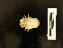  (Munidopsis alvisca - DSB_6093)  @11 [ ] CreativeCommons - Attribution Share-Alike (2021) Magdalini Christodoulou German Centre for Marine Biodiversity Research, Senckenberg am Meer