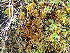  ( - EDNA24-0065362)  @11 [ ] CreativeCommons  Attribution Non-Commercial Share-Alike (2025) David Belll Royal Botanic Garden Edinburgh