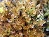  ( - EDNA24-0065362)  @11 [ ] CreativeCommons  Attribution Non-Commercial Share-Alike (2025) David Belll Royal Botanic Garden Edinburgh
