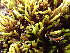  ( - EDNA24-0066670)  @11 [ ] CreativeCommons  Attribution Non-Commercial Share-Alike (2025) David Belll Royal Botanic Garden Edinburgh