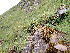  ( - EDNA24-0066670)  @11 [ ] CreativeCommons  Attribution Non-Commercial Share-Alike (2025) David Belll Royal Botanic Garden Edinburgh