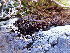  ( - EDNA24-0067875)  @11 [ ] CreativeCommons  Attribution Non-Commercial Share-Alike (2025) David Belll Royal Botanic Garden Edinburgh