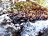 ( - EDNA24-0067875)  @11 [ ] CreativeCommons  Attribution Non-Commercial Share-Alike (2025) David Belll Royal Botanic Garden Edinburgh