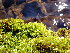  ( - EDNA24-0067881)  @11 [ ] CreativeCommons  Attribution Non-Commercial Share-Alike (2025) David Belll Royal Botanic Garden Edinburgh
