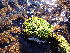  ( - EDNA24-0067881)  @11 [ ] CreativeCommons  Attribution Non-Commercial Share-Alike (2025) David Belll Royal Botanic Garden Edinburgh