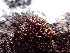  ( - EDNA24-0067883)  @11 [ ] CreativeCommons  Attribution Non-Commercial Share-Alike (2025) David Belll Royal Botanic Garden Edinburgh