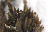  ( - EDNA24-0067883)  @11 [ ] CreativeCommons  Attribution Non-Commercial Share-Alike (2025) David Belll Royal Botanic Garden Edinburgh