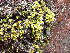  ( - EDNA24-0067892)  @11 [ ] CreativeCommons  Attribution Non-Commercial Share-Alike (2025) David Belll Royal Botanic Garden Edinburgh
