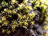  ( - EDNA24-0067892)  @11 [ ] CreativeCommons  Attribution Non-Commercial Share-Alike (2025) David Belll Royal Botanic Garden Edinburgh