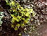  ( - EDNA24-0067892)  @11 [ ] CreativeCommons  Attribution Non-Commercial Share-Alike (2025) David Belll Royal Botanic Garden Edinburgh