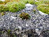  ( - EDNA25-0070648)  @11 [ ] CreativeCommons  Attribution Non-Commercial Share-Alike (2025) David Belll Royal Botanic Garden Edinburgh