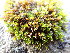  ( - EDNA25-0070648)  @11 [ ] CreativeCommons  Attribution Non-Commercial Share-Alike (2025) David Belll Royal Botanic Garden Edinburgh