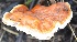  ( - PHM81)  @11 [ ] Copyright (2015) G D Khedkar Paul Hebert Centre For DNA Barcoding And Biodiversity Studies