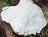  ( - PHM81)  @11 [ ] Copyright (2015) G D Khedkar Paul Hebert Centre For DNA Barcoding And Biodiversity Studies