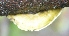  (Heterochaetella - PHM82)  @11 [ ] Copyright (2015) G D Khedkar Paul Hebert Centre For DNA Barcoding And Biodiversity Studies