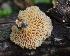  (Favolus roseus - PHM95)  @11 [ ] Copyright (2015) G D Khedkar Paul Hebert Centre For DNA Barcoding And Biodiversity Studies