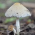  (Daedaleopsis - PHM136)  @11 [ ] Copyright (2015) G D Khedkar Paul Hebert Centre For DNA Barcoding And Biodiversity Studies