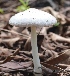  ( - PHM151)  @11 [ ] Copyright (2015) G D Khedkar Paul Hebert Centre For DNA Barcoding And Biodiversity Studies