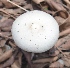  ( - PHM151)  @11 [ ] Copyright (2015) G D Khedkar Paul Hebert Centre For DNA Barcoding And Biodiversity Studies