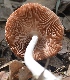  ( - PHM155)  @11 [ ] Copyright (2015) G D Khedkar Paul Hebert Centre For DNA Barcoding And Biodiversity Studies
