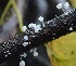  (Marasmiellus candidus - PHM21)  @11 [ ] Copyright (2015) G D Khedkar Paul Hebert Centre For DNA Barcoding And Biodiversity Studies