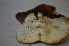  (Ganoderma cupreum - PHM22)  @11 [ ] Copyright (2015) G D Khedkar Paul Hebert Centre For DNA Barcoding And Biodiversity Studies