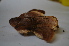  ( - PHM22)  @11 [ ] Copyright (2015) G D Khedkar Paul Hebert Centre For DNA Barcoding And Biodiversity Studies