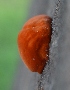  (Pycnoporus - PHM26)  @11 [ ] Copyright (2015) G D Khedkar Paul Hebert Centre For DNA Barcoding And Biodiversity Studies