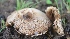  ( - PHM32)  @11 [ ] Copyright (2015) G D Khedkar Paul Hebert Centre For DNA Barcoding And Biodiversity Studies