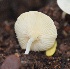  ( - PHM43)  @11 [ ] Copyright (2015) G D Khedkar Paul Hebert Centre For DNA Barcoding And Biodiversity Studies